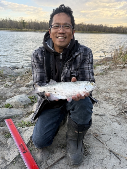 Goldeye