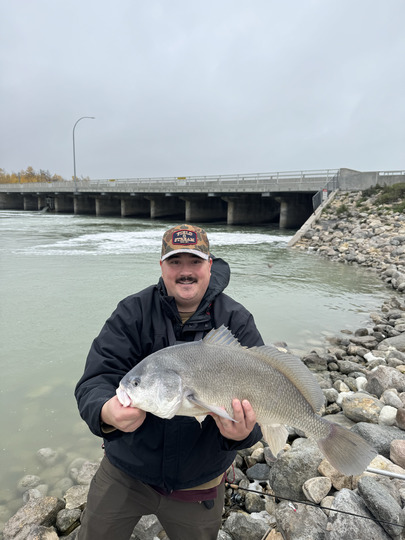 Freshwater Drum