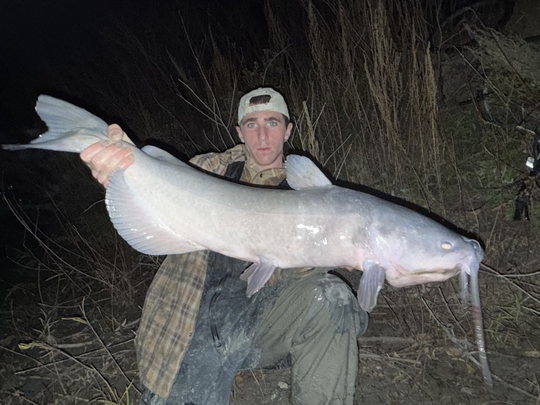 Channel Catfish