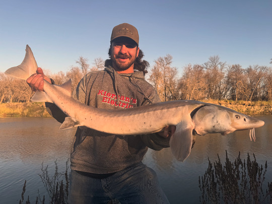 Lake Sturgeon