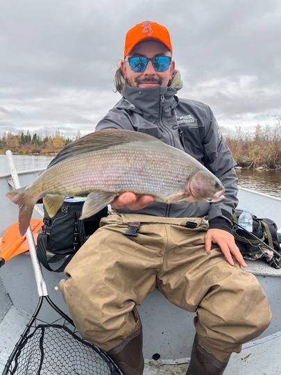 Arctic Grayling