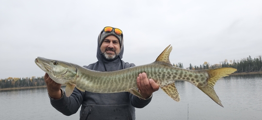 Muskellunge