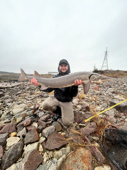 Lake Sturgeon