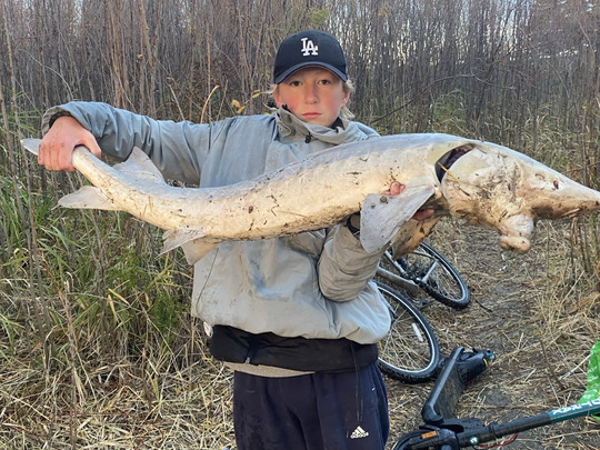 Lake Sturgeon