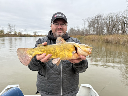 Bullhead
