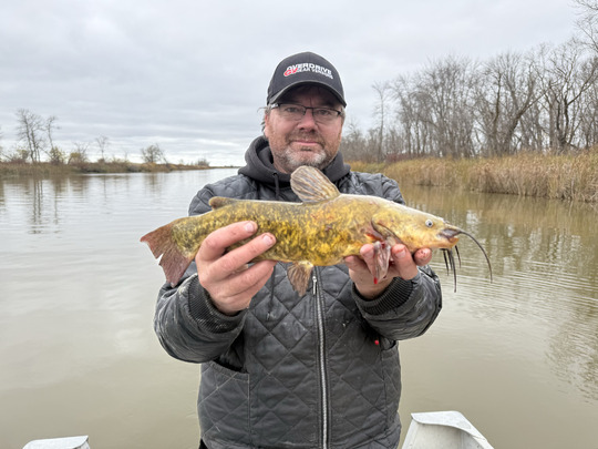 Bullhead