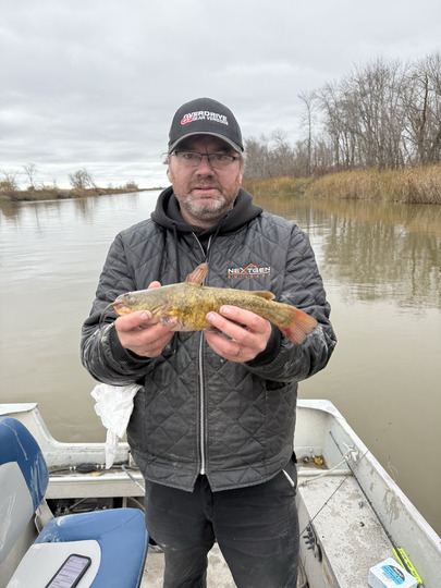 Bullhead