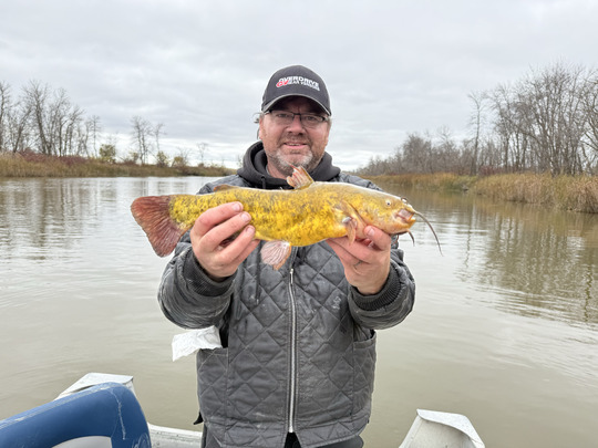 Bullhead