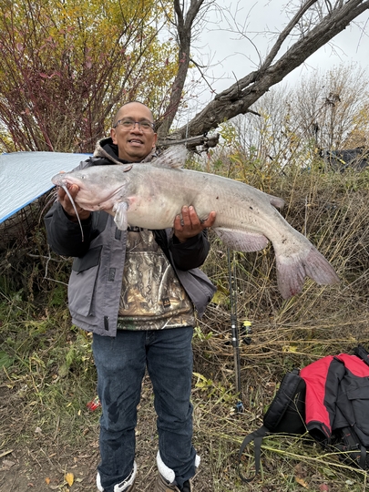 Channel Catfish