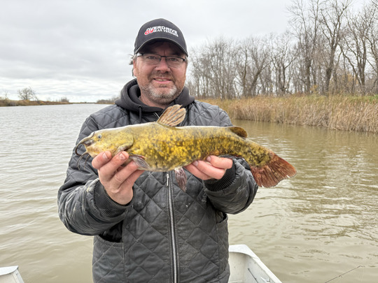 Bullhead
