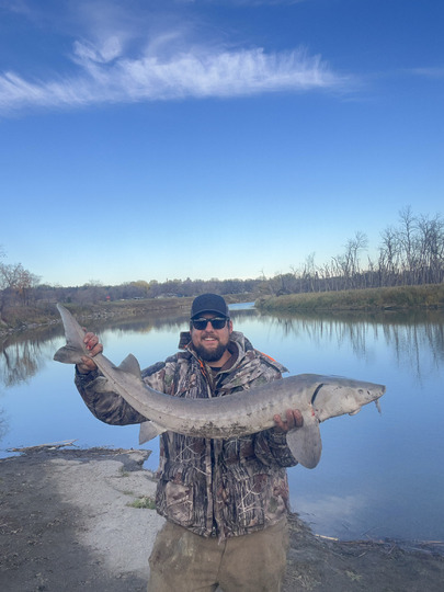 Lake Sturgeon