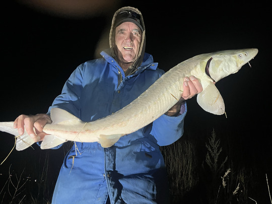 Lake Sturgeon