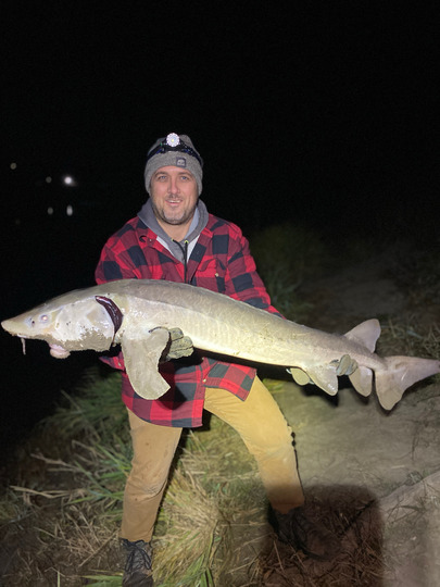 Lake Sturgeon
