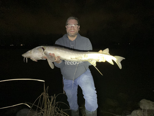 Lake Sturgeon