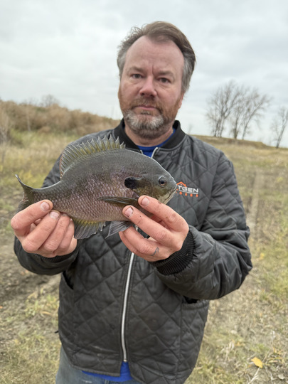 Sunfish