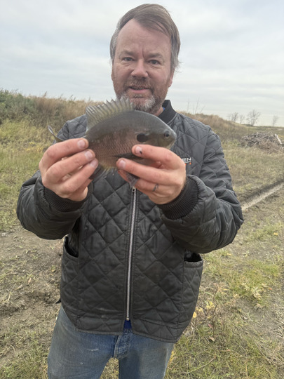 Sunfish