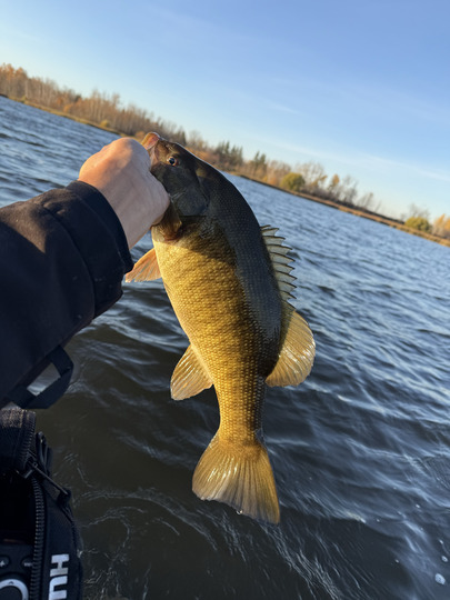 Smallmouth Bass