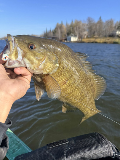 Smallmouth Bass