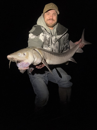 Lake Sturgeon