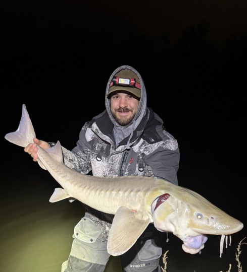 Lake Sturgeon