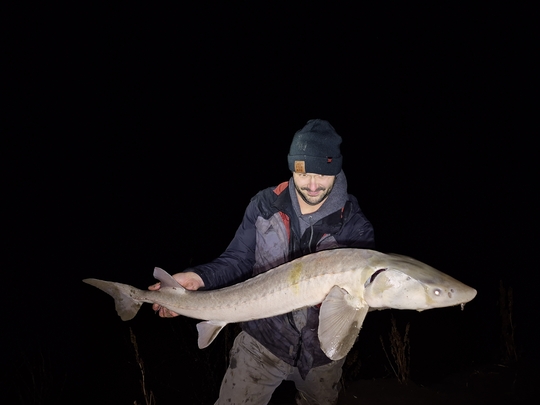 Lake Sturgeon