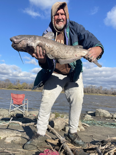 Channel Catfish