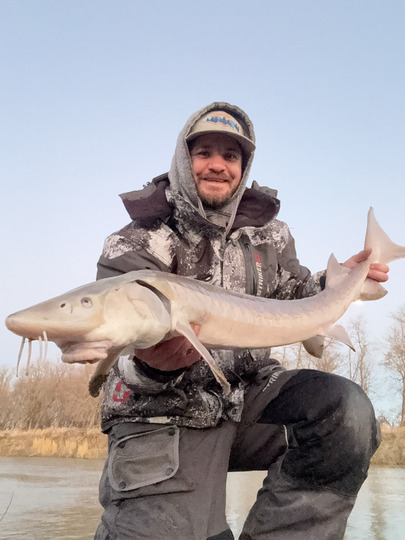 Lake Sturgeon