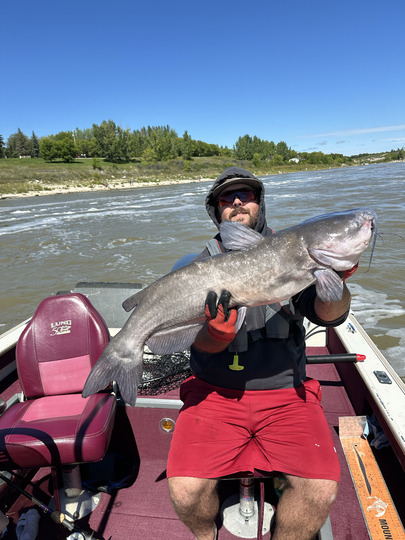 Channel Catfish