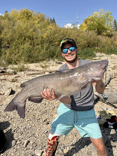 Channel Catfish