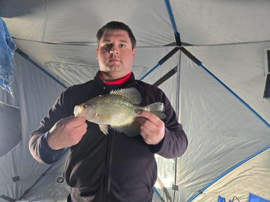 Black Crappie