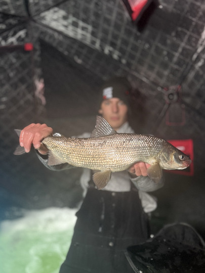 Lake Whitefish