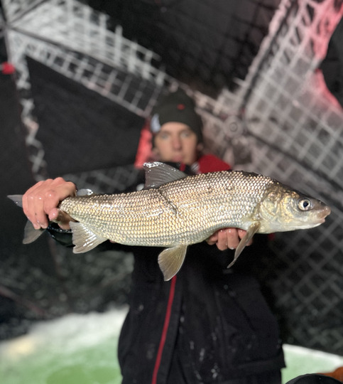 Lake Whitefish