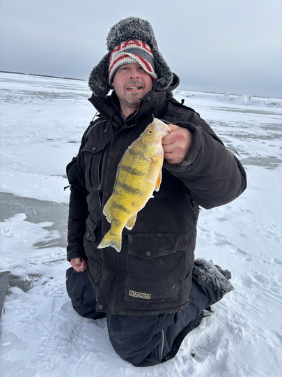 Yellow Perch