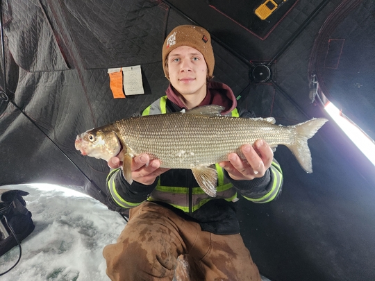 Lake Whitefish