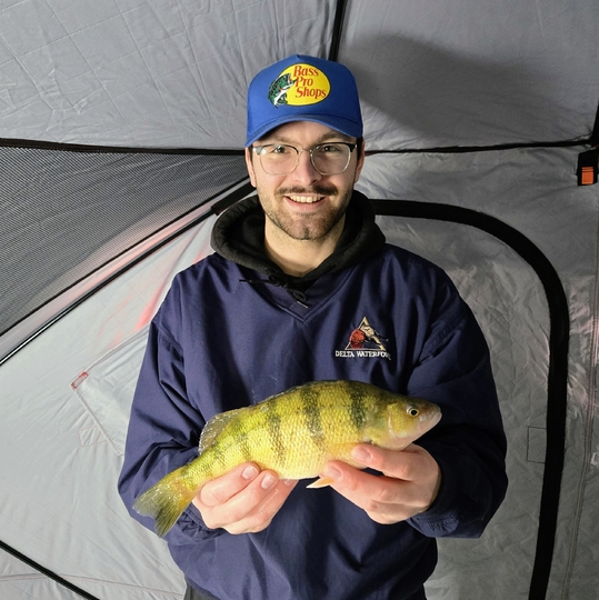 Yellow Perch
