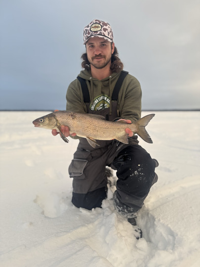 Lake Whitefish