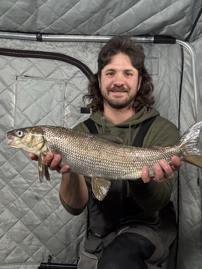 Lake Whitefish