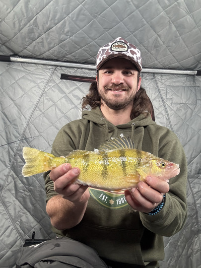 Yellow Perch