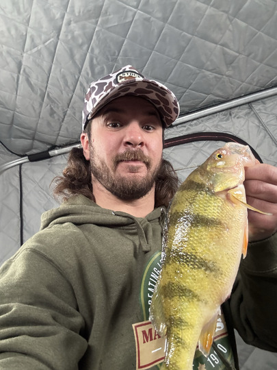 Yellow Perch