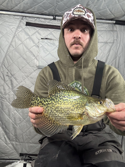 Black Crappie