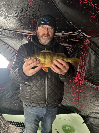Yellow Perch