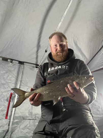 Lake Whitefish