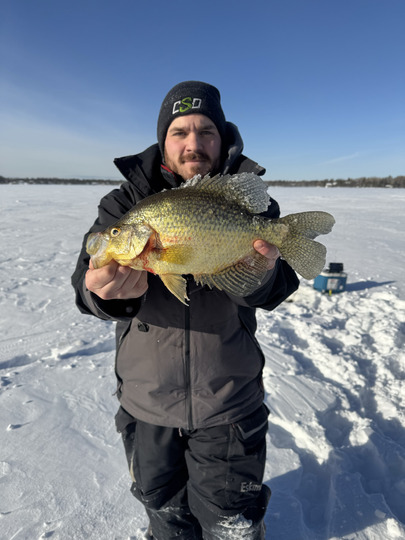 Black Crappie