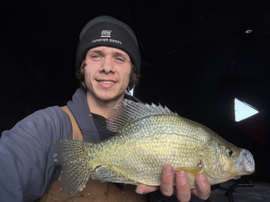 Black Crappie