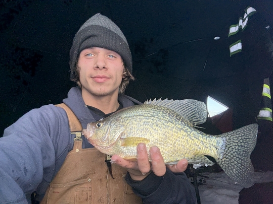 Black Crappie