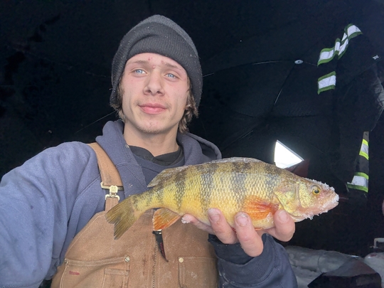 Yellow Perch