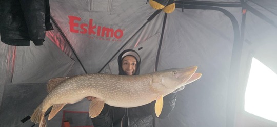 Northern Pike