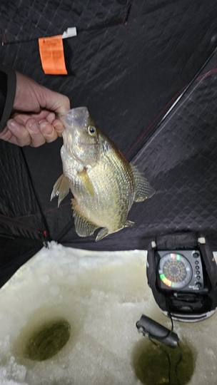 Black Crappie