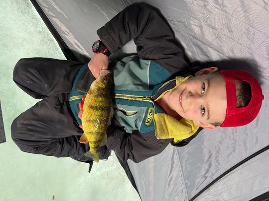 Yellow Perch