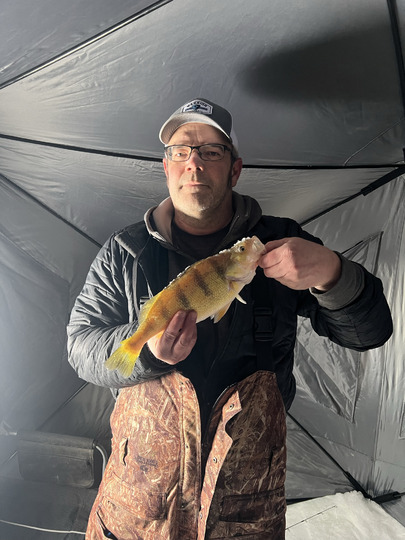 Yellow Perch